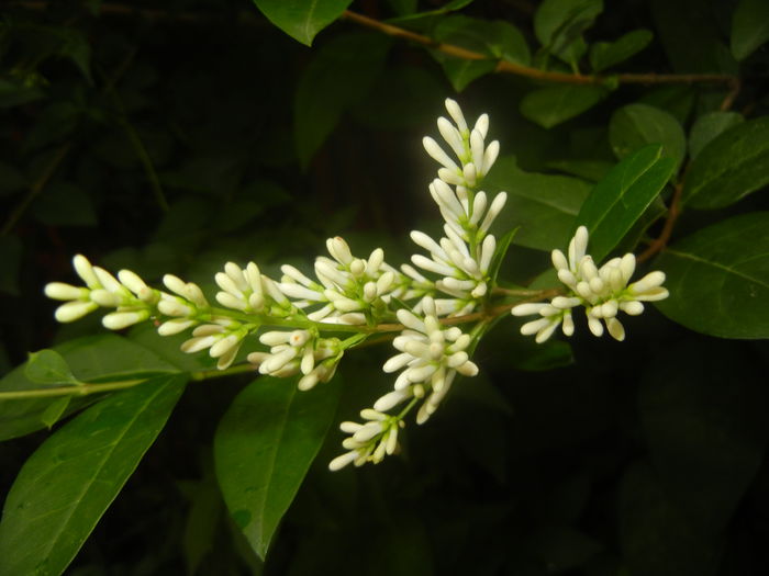 Ligustrum vulgare (2014, June 15) - LIGUSTRUM Vulgare_Wild Privet