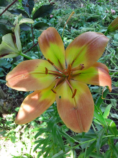 IMG_20140622_143957 - CRINI