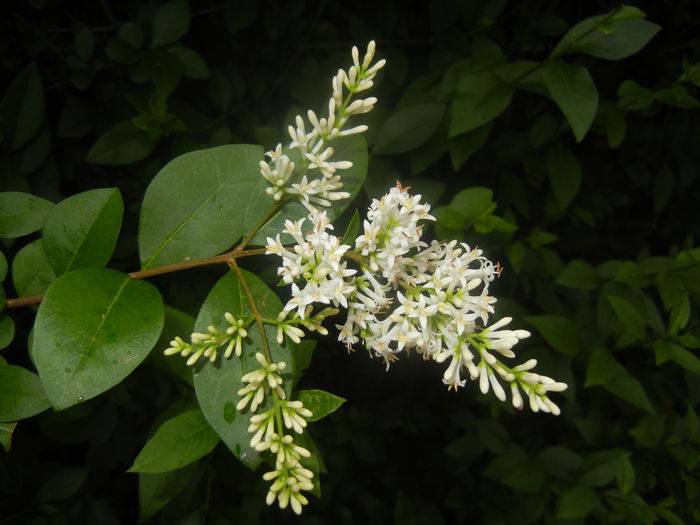 Ligustrum vulgare (2014, June 15)