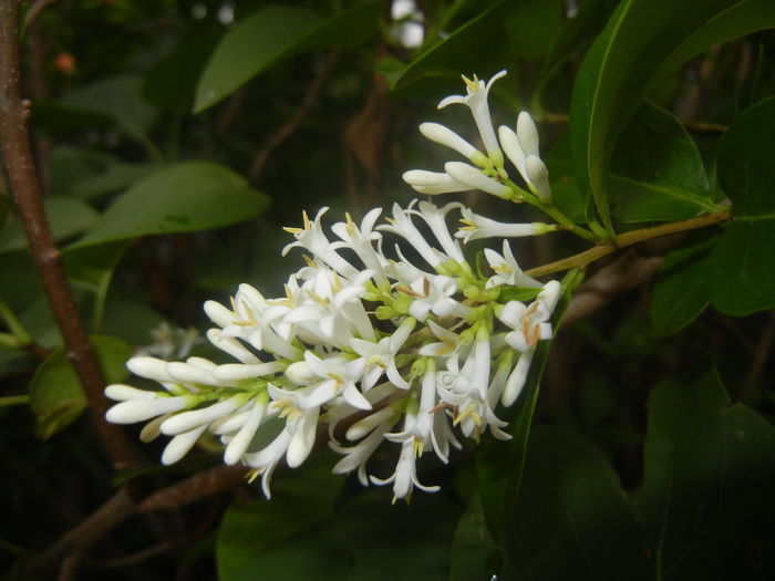 Ligustrum vulgare (2014, June 15) - LIGUSTRUM Vulgare_Wild Privet