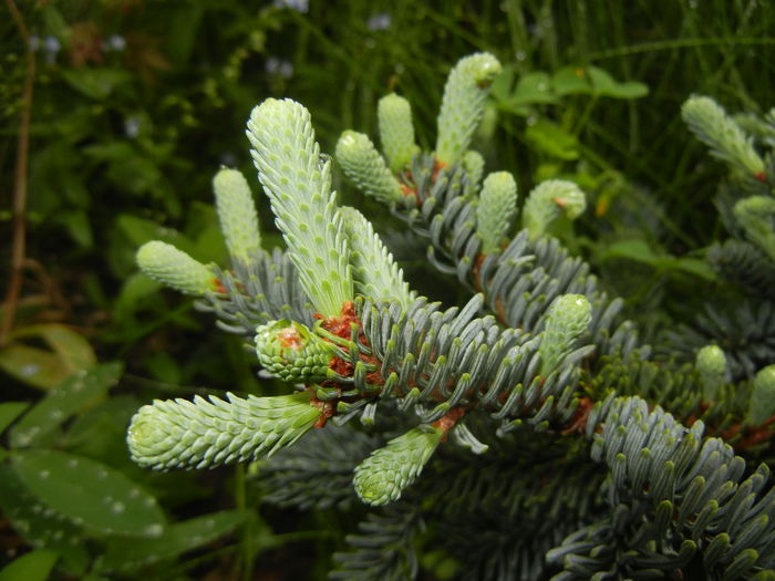 Abies procera Glauca (2014, May 14)