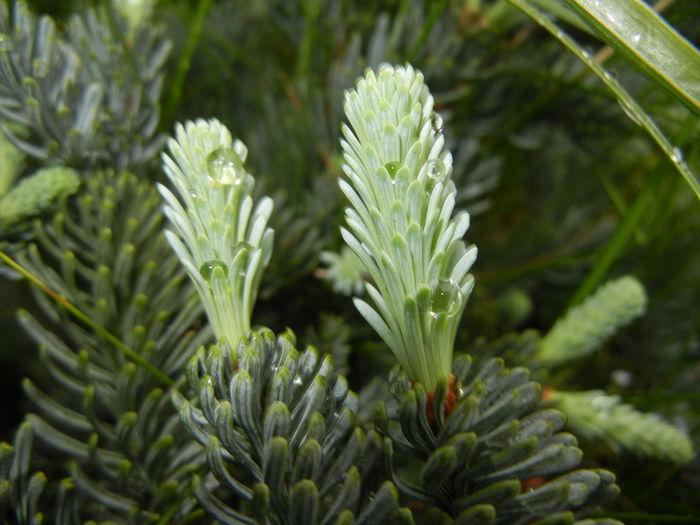 Abies procera Glauca (2014, May 14) - Abies procera Glauca