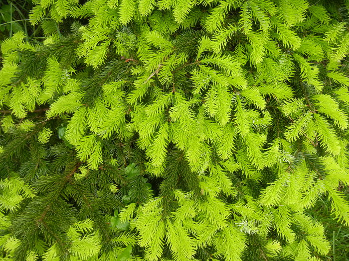 Abies nordmanniana (2014, May 16)