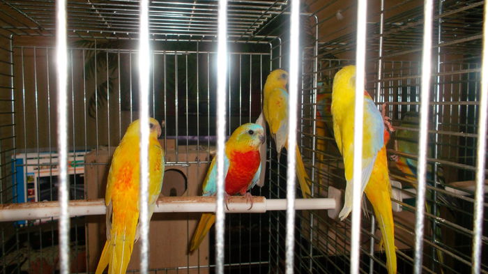 SAM_0794; Perechi reproduc%u0103toare de papagali neophema pulchella
