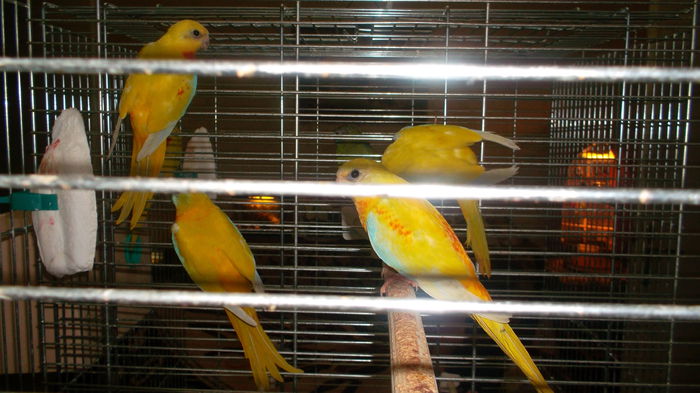 SAM_0795; Perechi reproduc%u0103toare de papagali neophema pulchella
