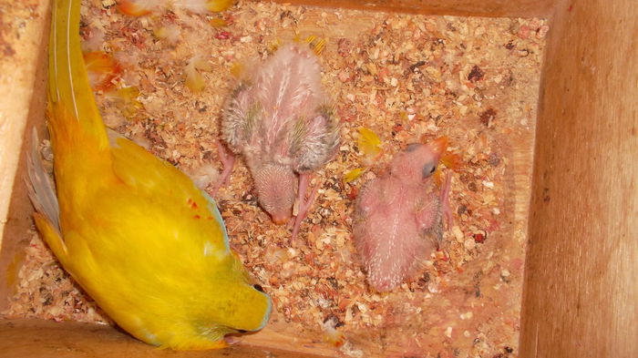 SAM_0801; Femel%u0103 de neophema pulchella cu pui martie 2013
