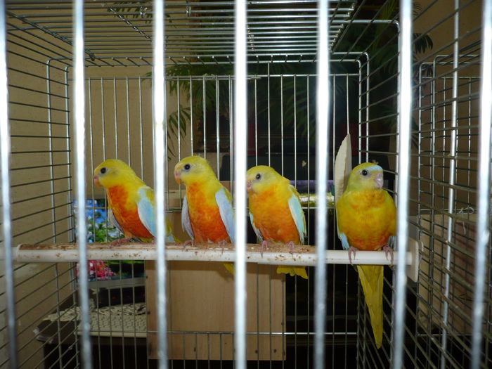 P1010479; Pui de neophema pulchella din aprilie 2014 cu factor ro%u0219u
