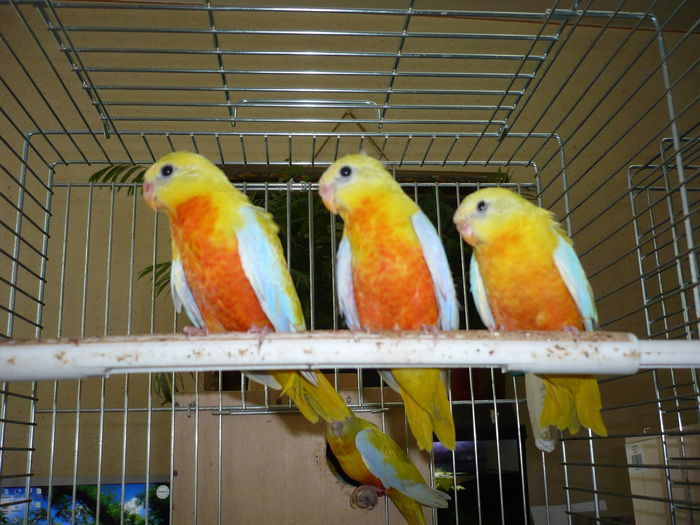 P1010480; Pui de neophema pulchella din martie 2013 cu factor ro%u0219u
