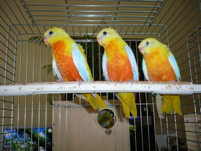 P1010481; Pui de neophema pulchella din martie 2013 cu factor ro%u0219u
