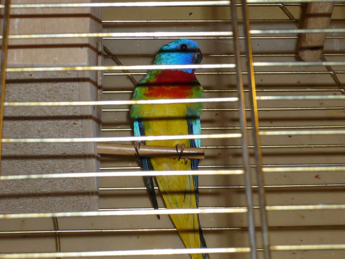 P1010566; Mascul reproduc%u0103tor din 2009 de neophema splendida
