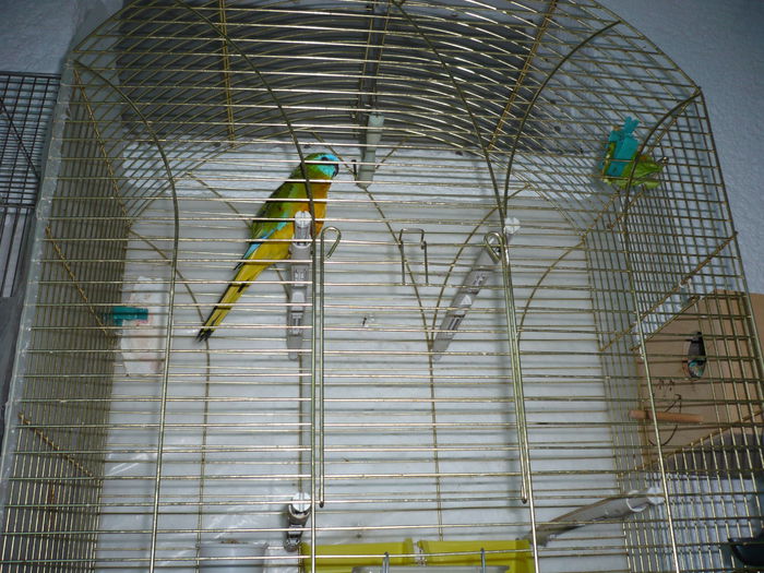 P1010571; Mascul reproduc%u0103tor din 2009 de neophema splendida cu femela pe 5 ou%u0103 
