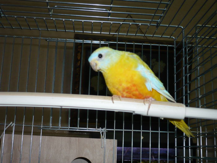 P1010432(1); Femel%u0103 de papagal neophema pulchella din 2012
