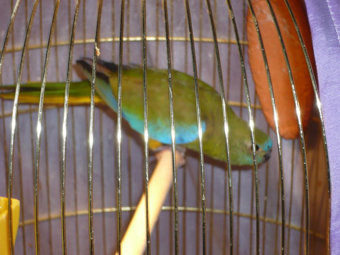 P1010438(1); Femel%u0103 de papagal neophema splendida din 2009
