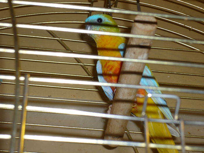 P1010439(1) - neophema