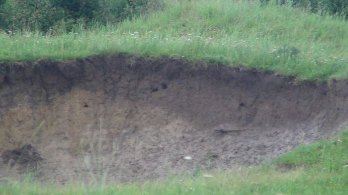 am descoperit cuibul prigoriei - n-vizitatorii gradinii-2014