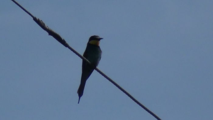 e f. neastamparata - n-vizitatorii gradinii-2014