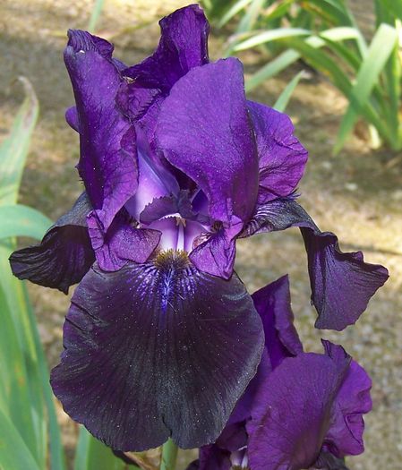 Black Taffeta - Irisi  A B C
