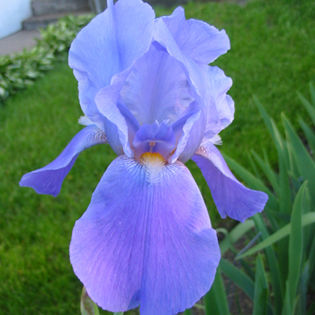 Blue Rythm - Irisi  A B C
