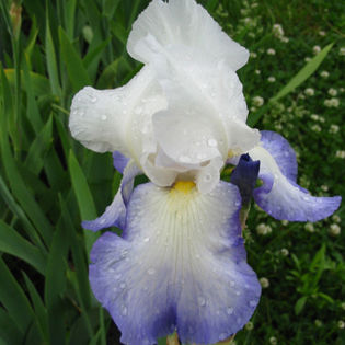 Brook Flower - Irisi  A B C