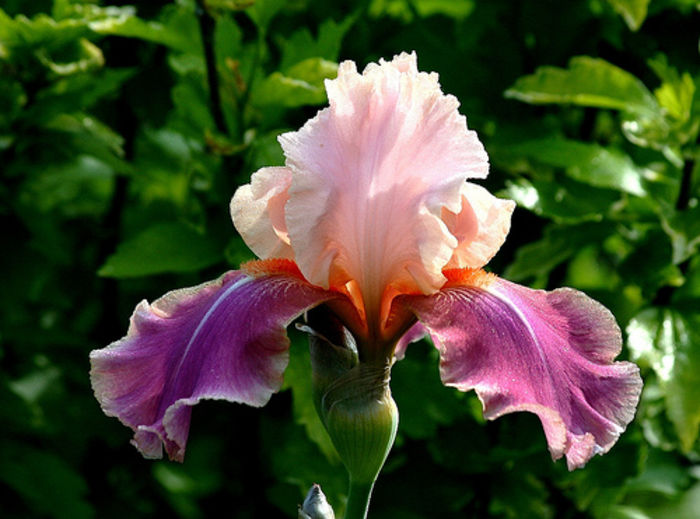 Carnaby - Irisi  A B C