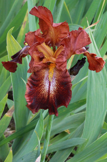 Cayenne Capers - Irisi  A B C