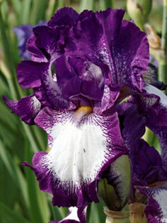 Cozy Calico - Irisi  A B C