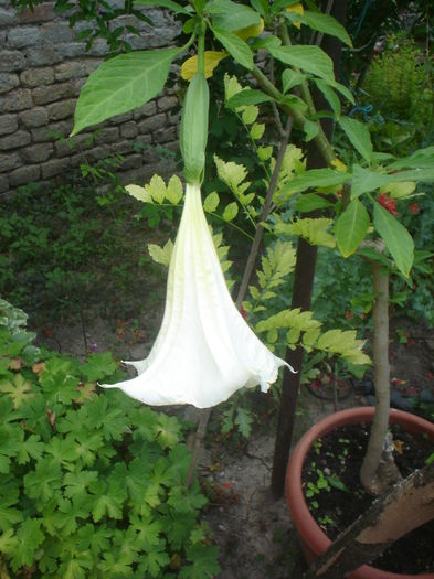 brugmansia