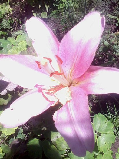 Picture 679 - flori de gradina 2014