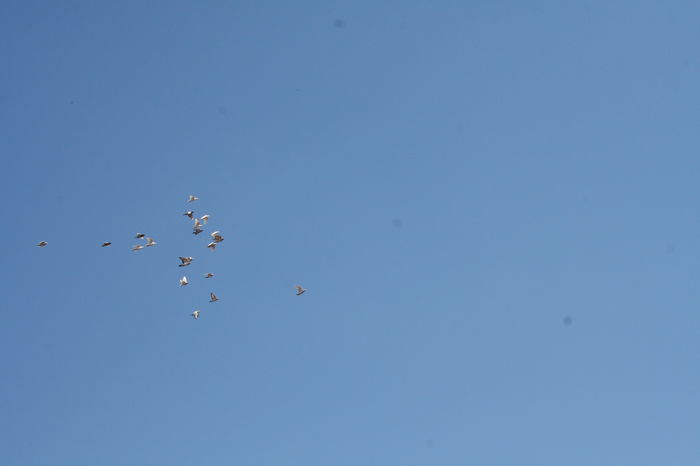 IMG_2177 - Seria 1 la zbor