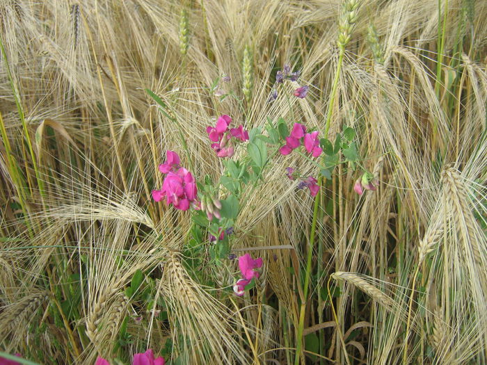 in natura 012 - Natura cu frumusetile ei