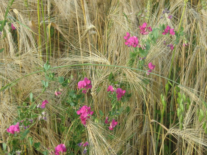 in natura 005 - Natura cu frumusetile ei