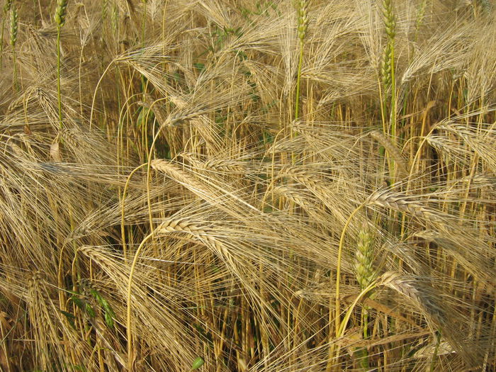 in natura 009 - Natura cu frumusetile ei