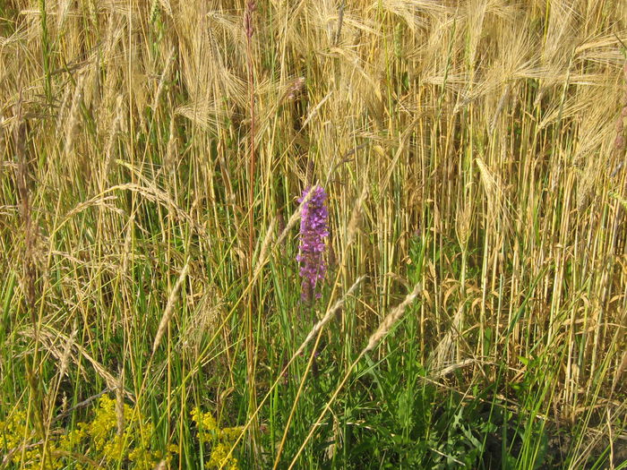 in natura 010 - Natura cu frumusetile ei