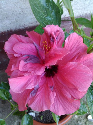 PHOTO_20140623_174402 - Hibiscus