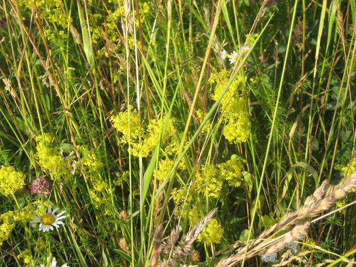 sanziene 003 - Natura cu frumusetile ei