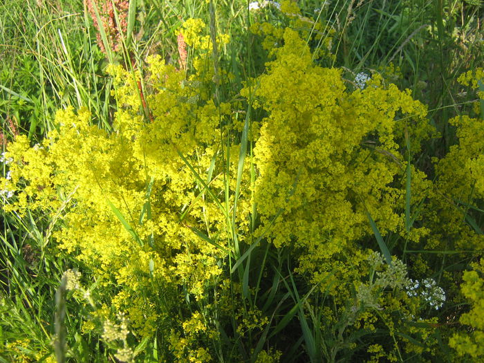 sanziene 004 - Natura cu frumusetile ei