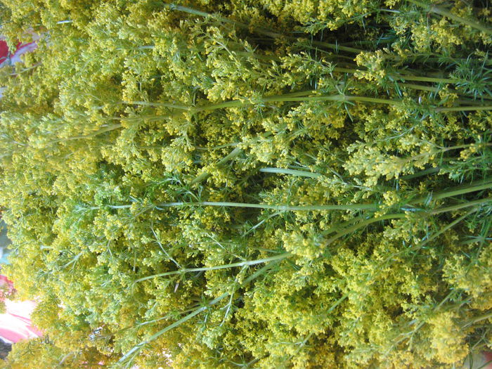sanziene 005 - Natura cu frumusetile ei