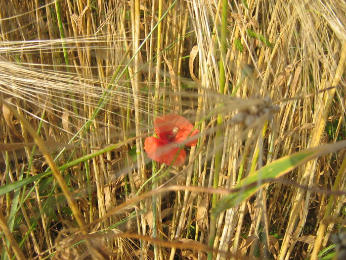 sunt...singurel...in marea de spice - Natura cu frumusetile ei