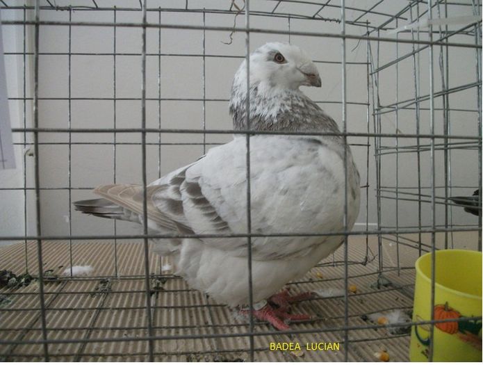 Campion National 2013 (96 pct)