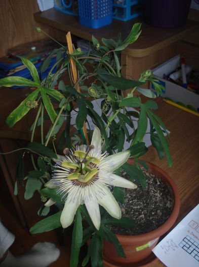 20.06.2014 - flori - passiflora