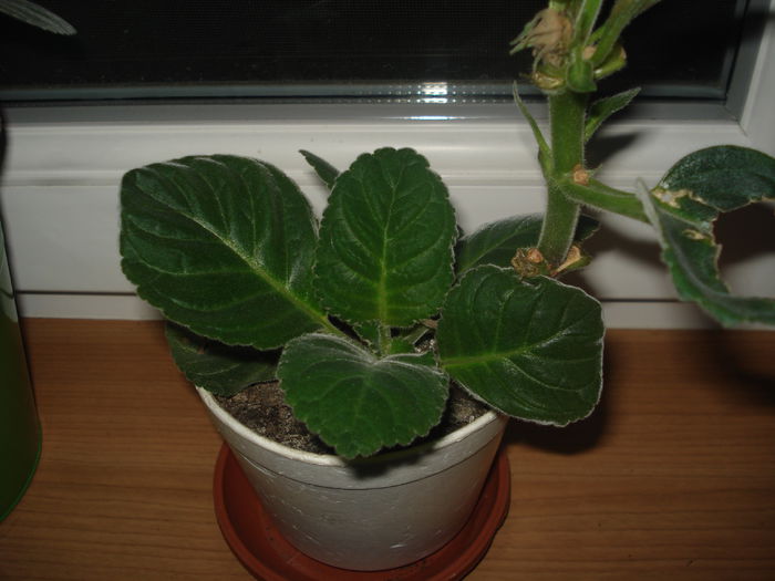 20.06.2014 -  mov batut - gloxenii 2014