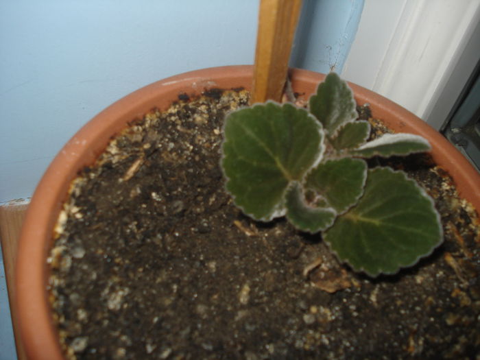 20.06.2014 -  grena - gloxenii 2014