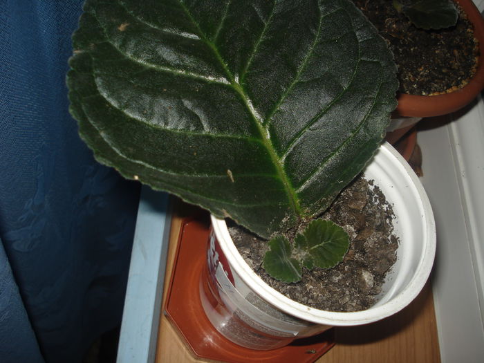 20.06.2014 -  rosu cu alb pe margine