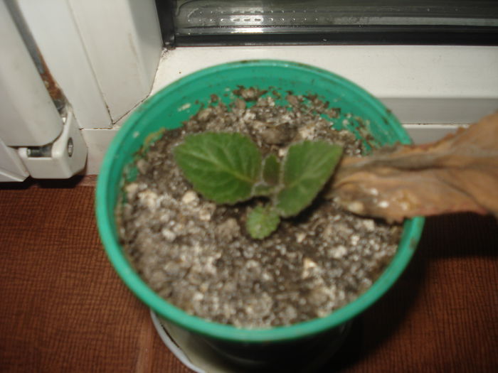 20.06.2014 - gloxenii 2014