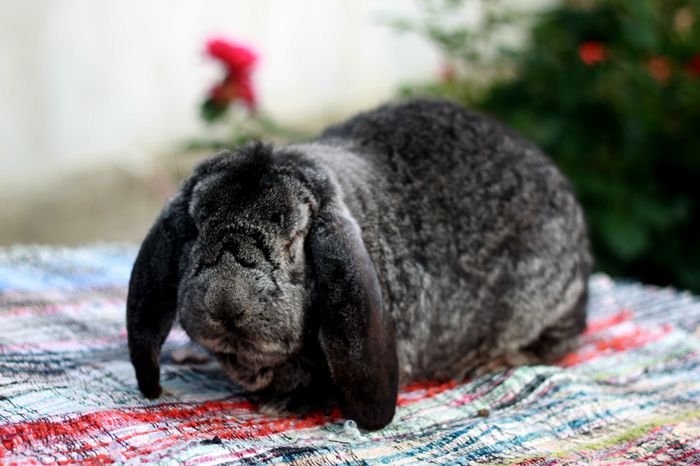 mascul berbec german chinchilla - AA De vanzare din urmatoarele rase