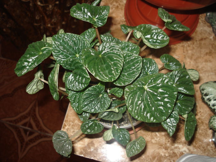 20.06.2014 - Episcia - flori de la Florentina Fontanini