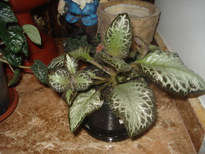 20.06.2014 - Episcia - flori de la Florentina Fontanini