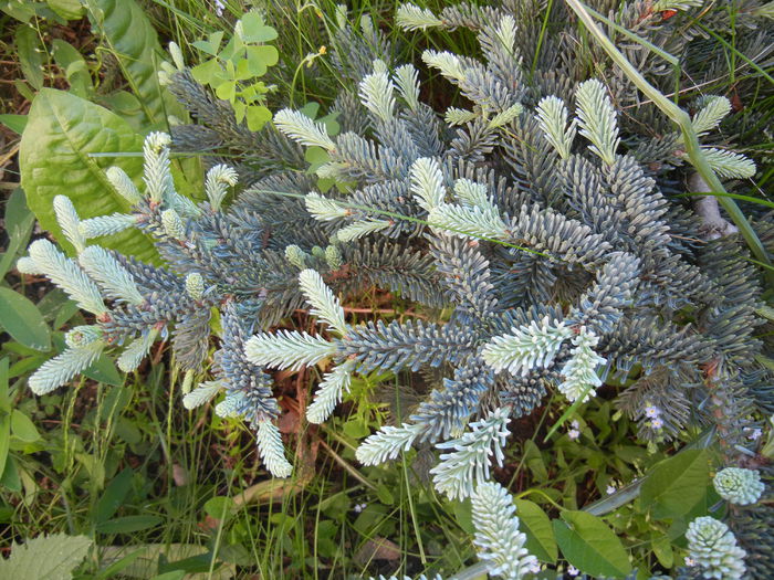 Abies procera Glauca (2014, May 17)