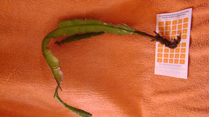 galbena 0 - 0 VANZARE EPYPHILLUM