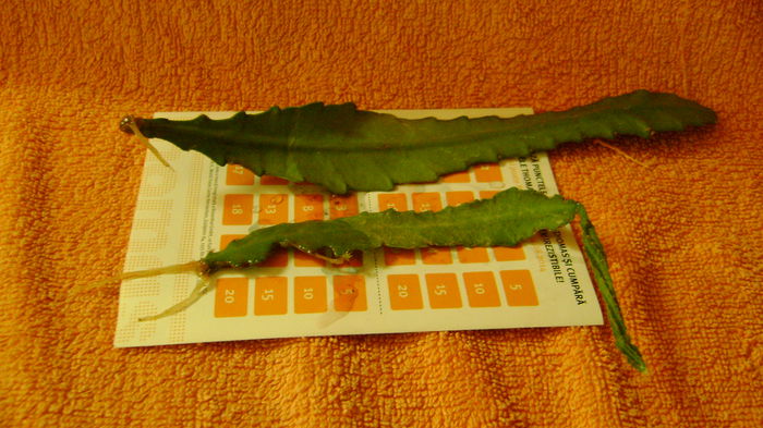 roz lila - 0 VANZARE EPYPHILLUM